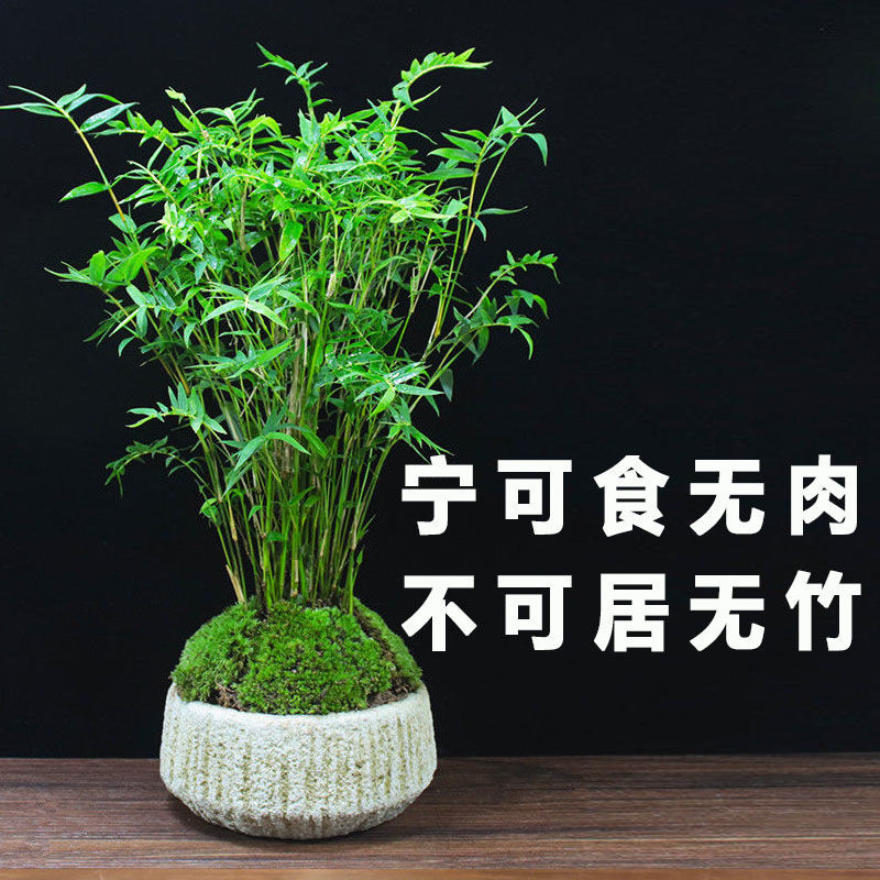 盆景阳台植物室内净化空气竹子