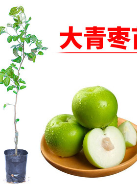 树苗庭院嫁接包成活台湾大青枣