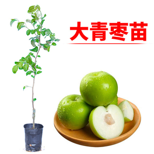 台湾大青枣树苗蜜丝枣苗阳台庭院果树嫁接树枣子苗当年结果包成活