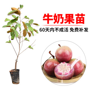 越南牛奶果嫁接苗星苹果苗热带果苗 紫龙 金星果牛奶果树苗地栽