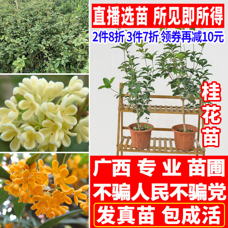 桂花树苗四季桂开花多少钱 桂花树苗四季桂开花优惠券免费领取 有条鱼