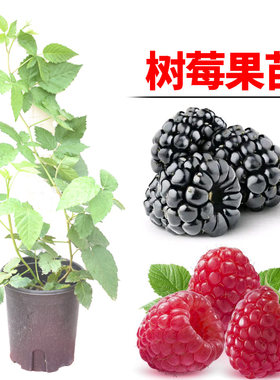 黑树莓四季红树莓水果树苗
