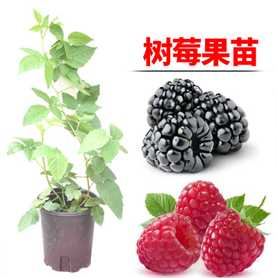 黑树莓四季红树莓水果树苗