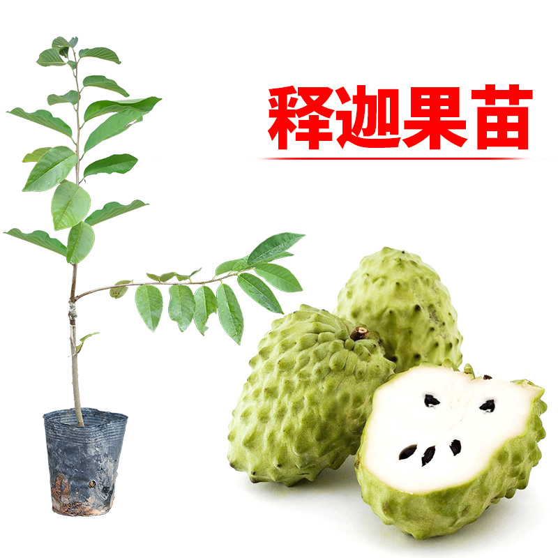 台湾凤梨释迦苗树苗释迦果树苗嫁接番荔枝苗蜜释迦苗盆栽地栽特大