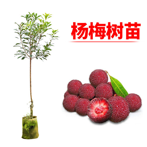 杨梅苗带土特大东魁地栽嫁接苗