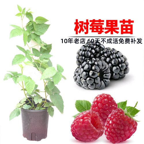 黑树莓四季红树莓水果树苗