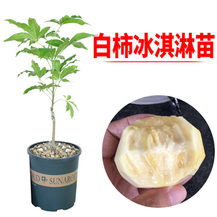 新品种 冰淇淋果苗 嫁接黑叶 状元红白柿苗 树苗南北方地栽果树苗