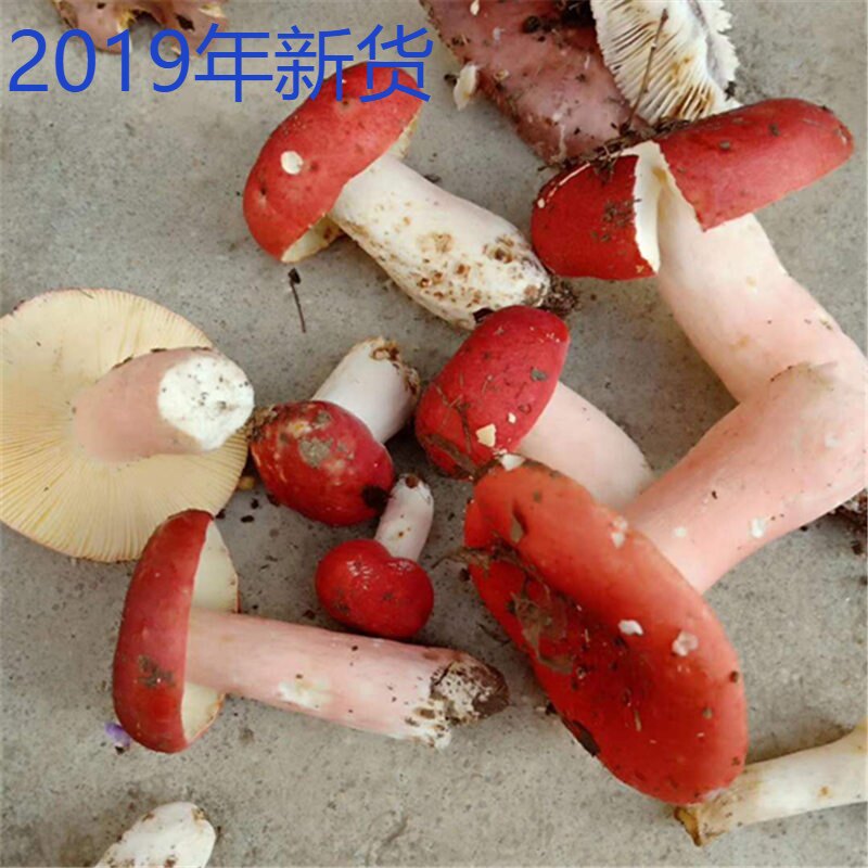 0自产特级红椎菌香菇干货