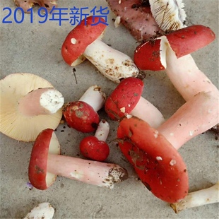 农家土特产自产特级小红菇正宗野生红蘑菇香菇干货红椎菌250包邮