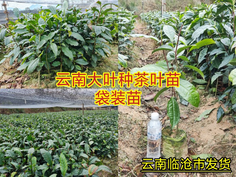 优质袋装普洱茶叶苗云南大叶种茶叶带土球发货