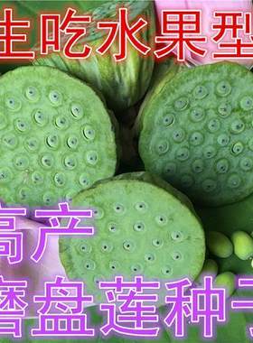大型荷花水果味磨盘莲种子高产莲子花多莲蓬大泥田产藕莲花种子