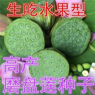 大型荷花水果味磨盘莲种子高产莲子花多莲蓬大泥田产藕莲花种子