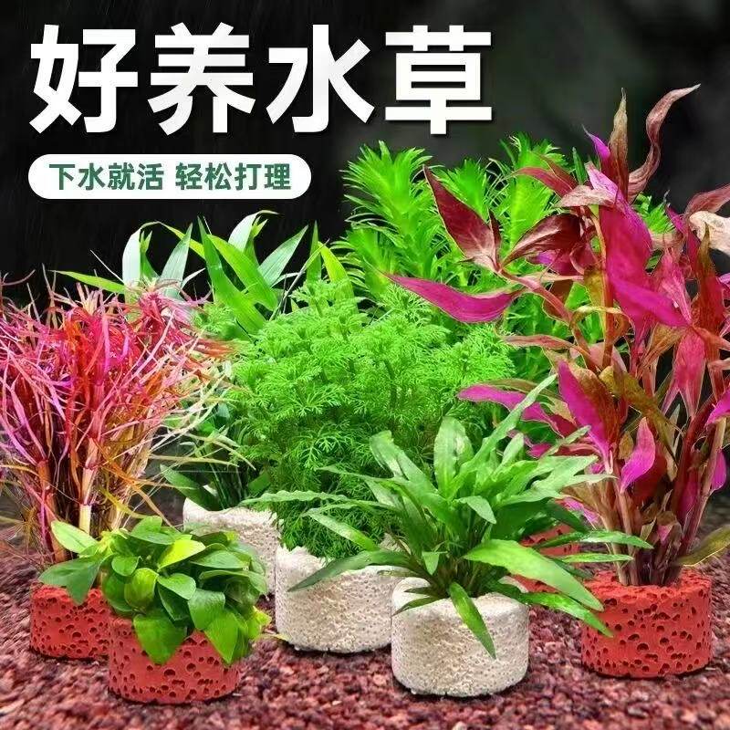 植物水草专用鱼缸沉底盆造景摆件水培植物增氧火山石小鱼缸水草