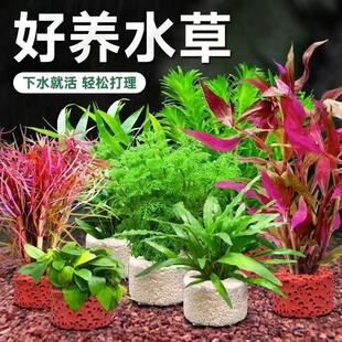 植物水草专用鱼缸沉底盆造景摆件水培植物增氧火山石小鱼缸水草