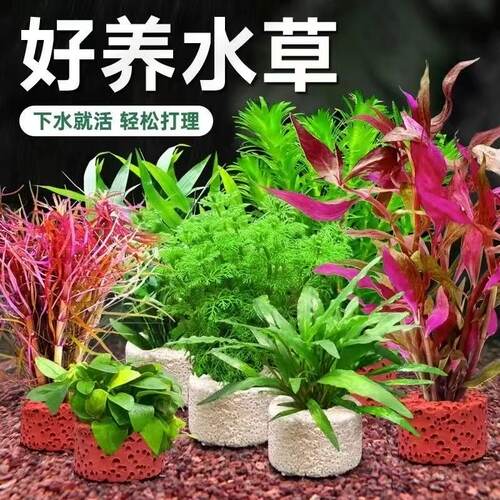 植物水草专用鱼缸沉底盆造景摆件水培植物增氧火山石小鱼缸水草