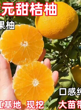 高糖建阳潭甜桔柚庆元甜橘柚桔柚嫁接苗苹果柚果树苗桔苗当年结果