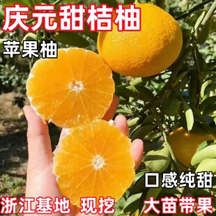 高糖建阳潭甜桔柚庆元甜橘柚桔柚嫁接苗苹果柚果树苗桔苗当年结果