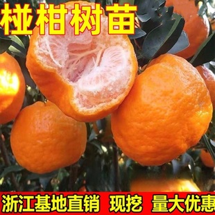 椪柑苗芦柑桔子苗 岩溪晚芦 晚熟椪柑橘子苗盆栽地栽嫁接芦柑苗