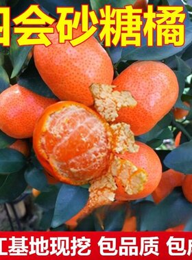四会沙糖桔树苗盆栽南方种植橘子