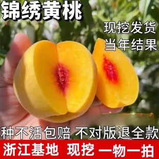 奉贤黄桃树苗 嫁接黄肉桃树苗 锦绣黄桃树苗 南方北方种植果树