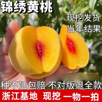 奉贤黄桃树苗 嫁接黄肉桃树苗 锦绣黄桃树苗 南方北方种植果树