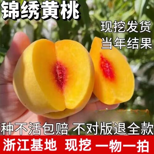 奉贤黄桃树苗 嫁接黄肉桃树苗 锦绣黄桃树苗 南方北方种植果树