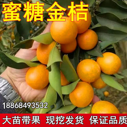 蜜糖金桔树带果庭院地栽橘子树大树阳台盆栽嫁接桔子树苗当年结果