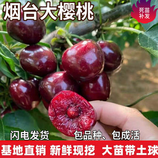 烟台大樱桃苗南北方地栽车厘子树苗盆栽特大嫁接樱桃树苗当年结果