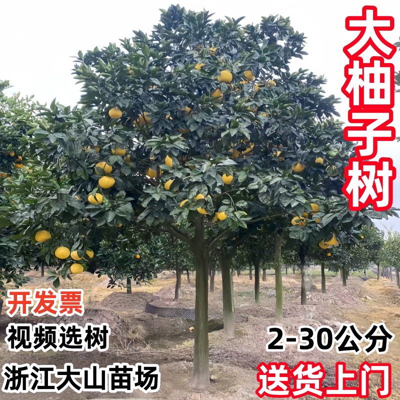 柚子树大树特大红心蜜柚苗地栽南
