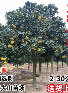 柚子树大树特大红心蜜柚苗盆地栽南北方马家柚 庭院果树种植包邮