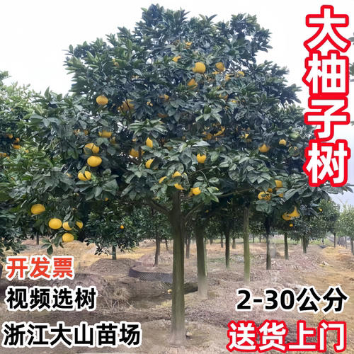 柚子树大树特大红心蜜柚苗盆地栽南北方马家柚 庭院果树种植包邮