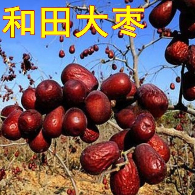 新疆和田玉枣 骏枣 枣树苗 嫁接果树苗冬枣大红枣树苗当年结果