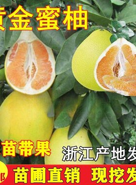 黄金蜜柚苗嫁接庭院果树苗柚子树