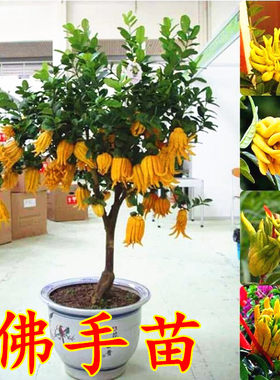 金华佛手果苗观果植物