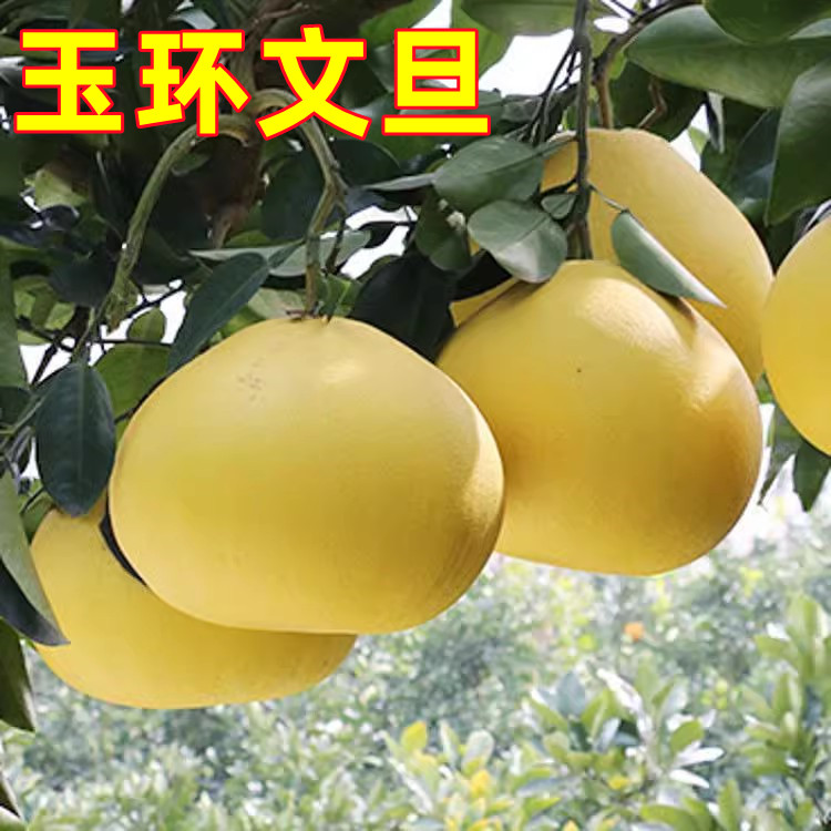 台州玉环文旦柚苗嫁接柚子苗文旦柚子树苗庭院地栽盆栽果树苗图片