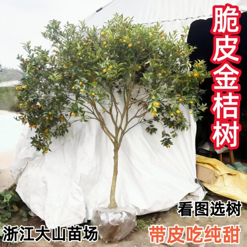 脆皮金桔树带果庭院地栽橘子树大树阳台盆栽嫁接桔子树苗当年结果