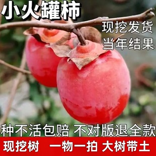 火晶柿子苗南北方庭院地栽红灯笼柿子树苗盆栽嫁接小火罐当年结果
