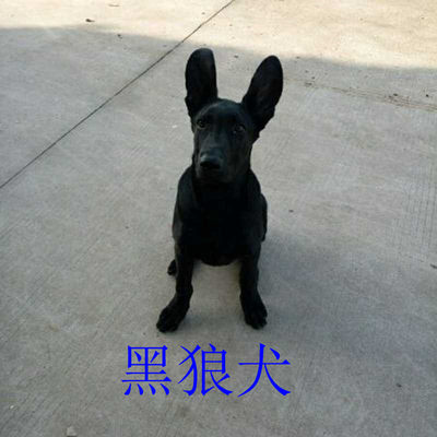 纯种黑狼犬幼犬 相关商品 价格 图片 优惠券 纯种黑狼犬幼犬相关淘宝天猫折扣查询 淘优券