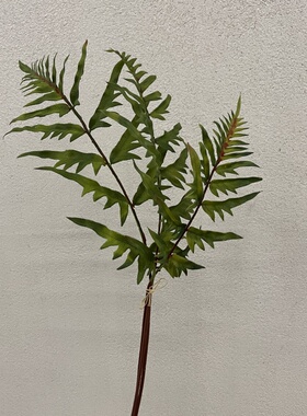 高枝捆扎3叉波斯草仿真蕨类植物