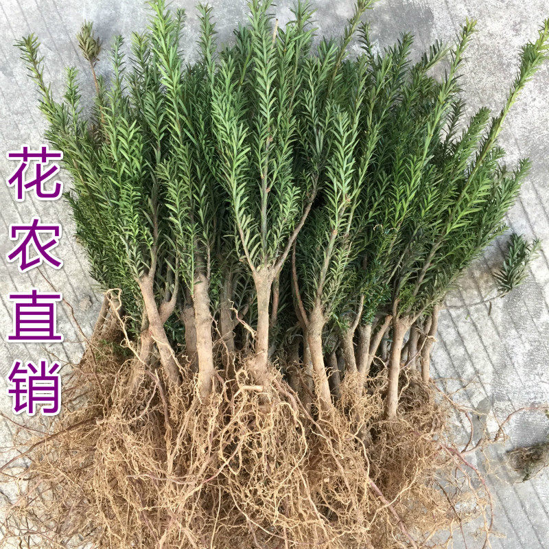 正宗曼地亚红豆杉小苗红豆杉树苗桌面绿植