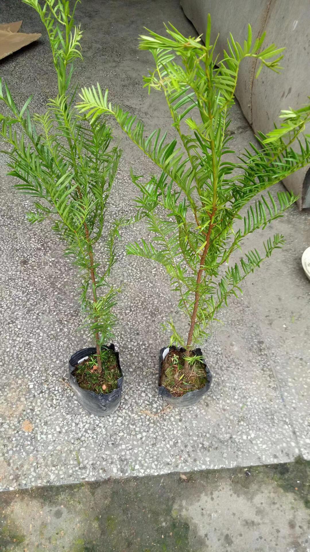 南方红豆杉树苗盆栽盆景办公室绿