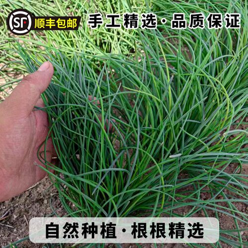 顺丰民勤鲜沙葱现摘现发火锅料