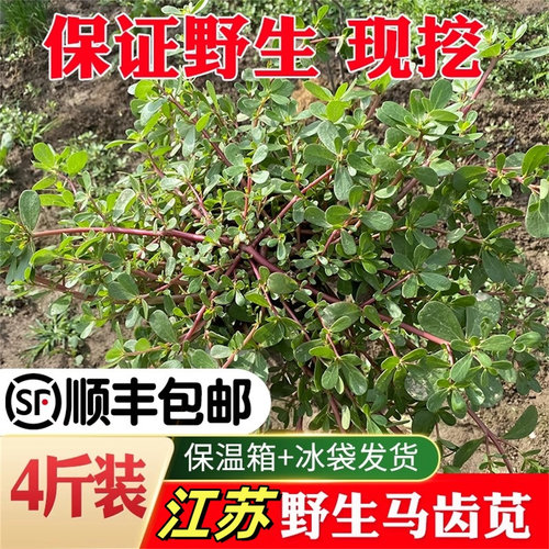 苏北马齿苋新鲜野菜食用