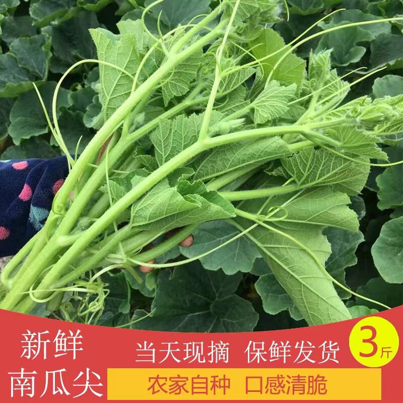 品质嫩南瓜藤新鲜现摘食用专吃