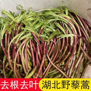 野藜蒿新鲜湖北特产江边野生芦蒿泥蒿篱蒿去叶去老根野菜现摘现发