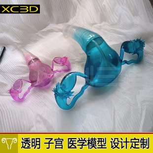 3D打印医疗透明子宫宫卵巢医学教学输卵管具心脏胃部肝脏肾脏定制