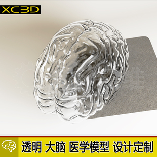 大脑定制模型设计3D打印医疗透明心脏医学教学教具脑部肺部胃部