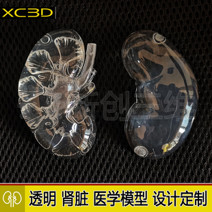 肾脏肝脏模型3D打印医疗骨骼血管心脏高精度透明心脏胃镜训练定制