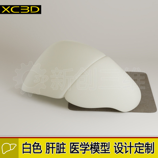 3D打印医疗透明肝脏医学教学教具大脑脑部肺部胃部心脏肾脏定制