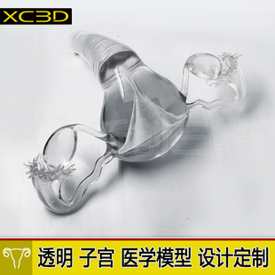 模型教具3D打印医疗透明子宫宫卵巢医学心脏肺部胃部肝脏肾脏定制